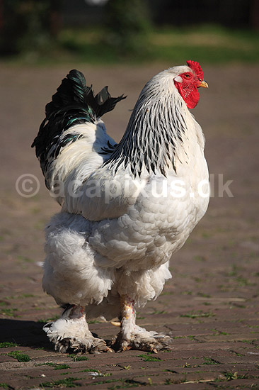 Brahmakok. Brahma racekok af farven hvidsortcolumbia; Gallus domesticus; Loosduinen - kinderboerderij / Den Haag; Holland; ; fugle; Raceh�ns, racehane, Fasanfugle, Phasianidae, H�nsefugle, Galliformes, h�ns, hane