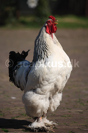 Brahmakok. Brahma racekok af farven hvidsortcolumbia; Gallus domesticus; Loosduinen - kinderboerderij / Den Haag; Holland; ; fugle; Raceh�ns, racehane, Fasanfugle, Phasianidae, H�nsefugle, Galliformes, h�ns, hane
