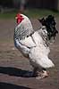 Brahmakok. Brahma racekok af farven hvidsortcolumbia Gallus domesticus Loosduinen - kinderboerderij / Den Haag Holland  fugle Raceh�ns, racehane, Fasanfugle, Phasianidae, H�nsefugle, Galliformes, h�ns, hane