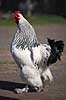 Brahmakok. Brahma racekok af farven hvidsortcolumbia Gallus domesticus Loosduinen - kinderboerderij / Den Haag Holland  fugle Raceh�ns, racehane, Fasanfugle, Phasianidae, H�nsefugle, Galliformes, h�ns, hane