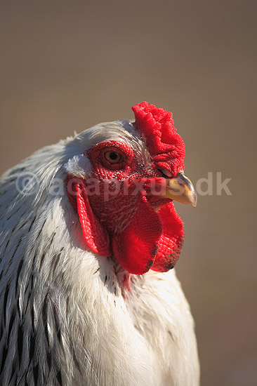 Brahmakok. Brahma racekok af farven hvidsortcolumbia; Gallus domesticus; Loosduinen - kinderboerderij / Den Haag; Holland; ; fugle; Raceh�ns, racehane, Fasanfugle, Phasianidae, H�nsefugle, Galliformes, h�ns, hane