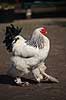 Brahmakok. Brahma racekok af farven hvidsortcolumbia Gallus domesticus Loosduinen - kinderboerderij / Den Haag Holland  fugle Raceh�ns, racehane, Fasanfugle, Phasianidae, H�nsefugle, Galliformes, h�ns, hane