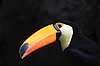 K�mpetukan. K�mpetukan eller Toco toucan Ramphastos toco Rotterdam ZOO (Diergaarde Blijdorp) Holland  fugle Tukaner, Ramphastidae, n�b, farver