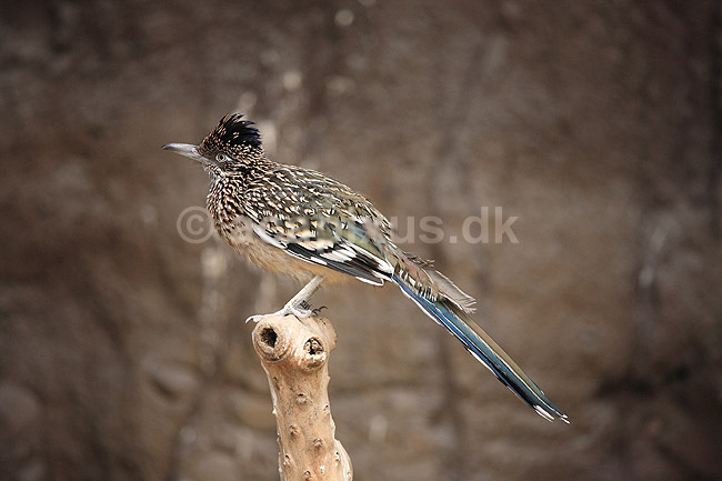 Jordg�g. Jordg�g eller roadrunner; Geococcyx california, Geococcyx californianus; Rotterdam ZOO (Diergaarde Blijdorp) / Rotterdam; Holland; ; fugle; Egentlige g�ge, Cuculidae, G�gefugle, Cuculiformes