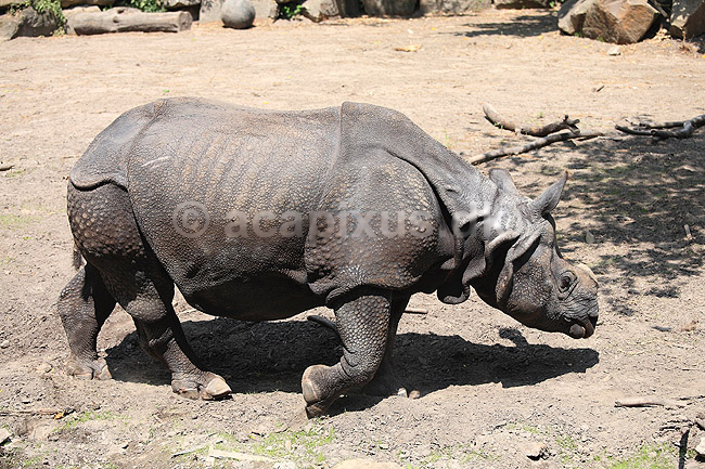 Indisk n�sehorn. Indisk n�sehorn i Rotterdam Zoo; Rhinoceros unicornis; Rotterdam ZOO (Diergaarde Blijdorp) / Rotterdam; Holland; ; pattedyr; Uparrett�ede hovdyr, Perissodactyla