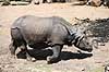 Indisk n�sehorn. Indisk n�sehorn i Rotterdam Zoo Rhinoceros unicornis Rotterdam ZOO (Diergaarde Blijdorp) / Rotterdam Holland  pattedyr Uparrett�ede hovdyr, Perissodactyla
