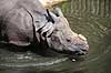 Indisk n�sehorn. Indisk n�sehorn i Rotterdam Zoo Rhinoceros unicornis Rotterdam ZOO (Diergaarde Blijdorp) / Rotterdam Holland  pattedyr Uparrett�ede hovdyr, Perissodactyla