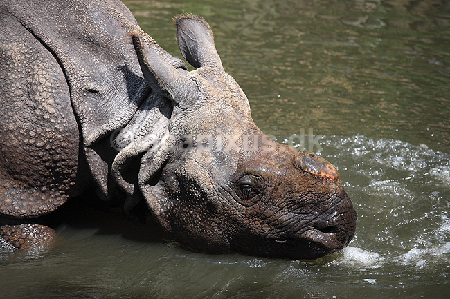 Indisk n�sehorn. Indisk n�sehorn i Rotterdam Zoo; Rhinoceros unicornis; Rotterdam ZOO (Diergaarde Blijdorp) / Rotterdam; Holland; ; pattedyr; Uparrett�ede hovdyr, Perissodactyla