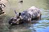 Indisk n�sehorn. Indisk n�sehorn i Rotterdam Zoo Rhinoceros unicornis Rotterdam ZOO (Diergaarde Blijdorp) / Rotterdam Holland  pattedyr Uparrett�ede hovdyr, Perissodactyla