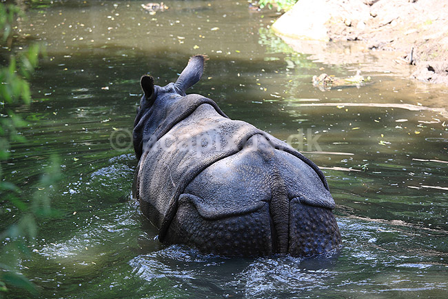 Indisk n�sehorn. Indisk n�sehorn i Rotterdam Zoo; Rhinoceros unicornis; Rotterdam ZOO (Diergaarde Blijdorp) / Rotterdam; Holland; ; pattedyr; Uparrett�ede hovdyr, Perissodactyla