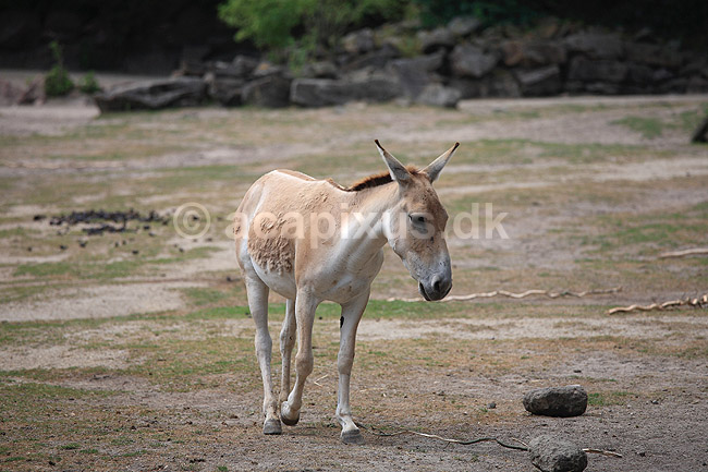 Onager; Equus hemionus; Rotterdam ZOO (Diergaarde Blijdorp) / Rotterdam; Holland; ; pattedyr; Uparrett�ede hovdyr, Perissodactyla, Heste, Equidae