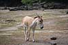 Onager Equus hemionus Rotterdam ZOO (Diergaarde Blijdorp) / Rotterdam Holland  pattedyr Uparrett�ede hovdyr, Perissodactyla, Heste, Equidae