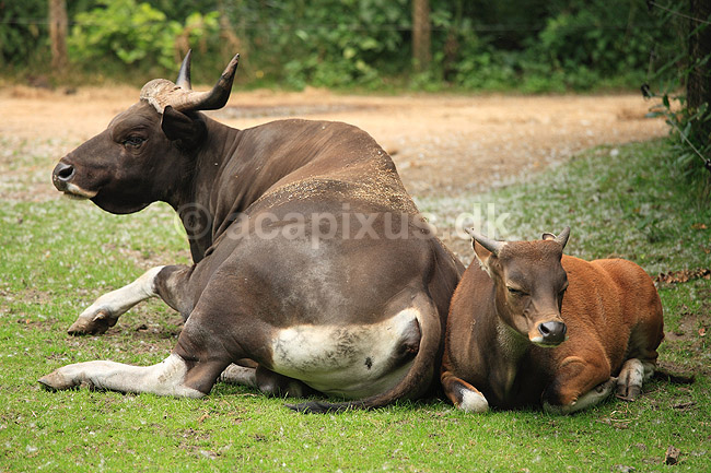 Banteng. Banteng tyr og kalv i Diergaarde Blijdorp i Rotterdam; Bos javanicus; Rotterdam ZOO (Diergaarde Blijdorp); Holland; ; pattedyr; Skedehornede, Bovidae, Parrett�ede hovdyr, Artiodactyla, kalve, zoologisk have