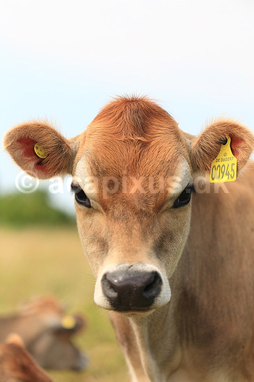 Jersey ko. Jersey kalv med nummer i �ret; Bos taurus; Holb�k strand / Nordjylland; Danmark; ; pattedyr; Skedehornede, Bovidae, Parrett�ede hovdyr, Artiodactyla, malkeko, malkek�r, husdyr, landbrug, kalve jersey k�er