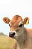 Jersey ko. Jersey kalv med nummer i �ret Bos taurus Holb�k strand / Nordjylland Danmark  pattedyr Skedehornede, Bovidae, Parrett�ede hovdyr, Artiodactyla, malkeko, malkek�r, husdyr, landbrug, kalve jersey k�er