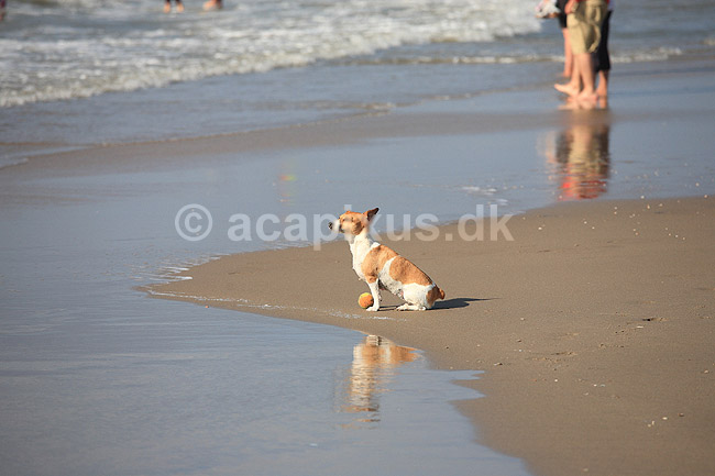 Foxterrier. Foxterrier betragter vandet og de badende p� stranded ved Den Haag i Holland; ; Kijkduin / Den Haag; Holland; ; pattedyr; Rovdyr, Carnivora, Hunde, Canidae, badeliv, strandliv