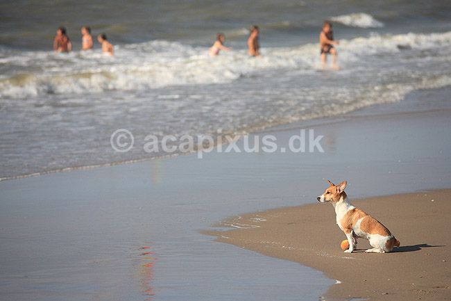 Foxterrier. Foxterrier betragter vandet og de badende p� stranded ved Den Haag i Holland; ; Kijkduin / Den Haag; Holland; ; pattedyr; Rovdyr, Carnivora, Hunde, Canidae, badeliv, strandliv