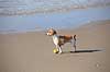 Foxterrier. Foxterrier betragter vandet og de badende p� stranded ved Den Haag i Holland  Kijkduin / Den Haag Holland  pattedyr Rovdyr, Carnivora, Hunde, Canidae, badeliv, strandliv