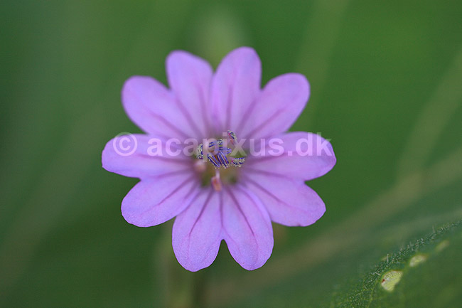 Storken�b. Pyren�isk Storken�b; Geranium pyrenaicum; Holb�k strand; ; ; planter; Storken�b-familien, Geraniaceae, Geraniales, blomster