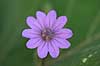 Storken�b. Pyren�isk Storken�b Geranium pyrenaicum Holb�k strand   planter Storken�b-familien, Geraniaceae, Geraniales, blomster