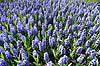 Hyacinther. Hyacinther i Keukenhof Blomsterpark i Holland Hyacinthus orientalis Keukenhof Holland  planter Hyacinth, Lilje-familien, Liliaceae, blomster, blomst, blomsterpark, blomsterparker, have, havebrug