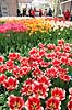 Tulipaner. Tulipaner i Keukenhof Blomsterpark i Holland Tulipa Keukenhof Holland  planter Lilje-familien, Liliaceae, tulipan, blomster, blomst, blomsterpark, blomsterparker, have, havebrug