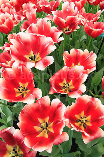 Tulipaner. Tulipaner i Keukenhof Blomsterpark i Holland; Tulipa; Keukenhof; Holland; ; planter; Lilje-familien, Liliaceae, tulipan, blomster, blomst, blomsterpark, blomsterparker, have, havebrug