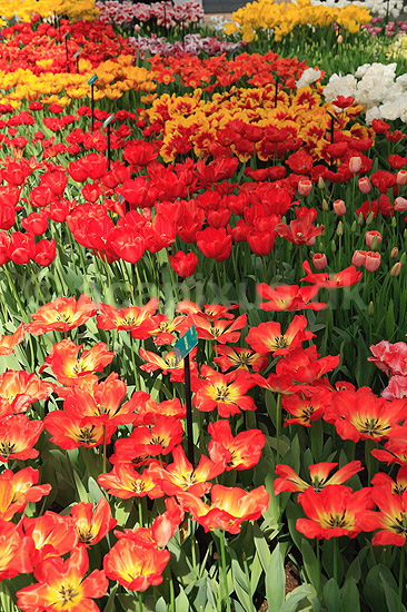 Tulipaner. Tulipaner i Keukenhof Blomsterpark i Holland; Tulipa; Keukenhof; Holland; ; planter; Lilje-familien, Liliaceae, tulipan, blomster, blomst, blomsterpark, blomsterparker, have, havebrug