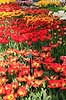 Tulipaner. Tulipaner i Keukenhof Blomsterpark i Holland Tulipa Keukenhof Holland  planter Lilje-familien, Liliaceae, tulipan, blomster, blomst, blomsterpark, blomsterparker, have, havebrug