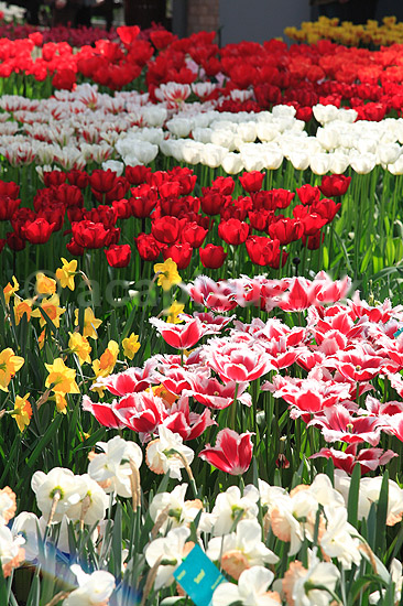 Tulipaner. Tulipaner i Keukenhof Blomsterpark i Holland; Tulipa; Keukenhof; Holland; ; planter; Lilje-familien, Liliaceae, tulipan, blomster, blomst, blomsterpark, blomsterparker, have, havebrug
