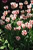 Tulipaner. Tulipaner i Keukenhof Blomsterpark i Holland Tulipa Keukenhof Holland  planter Lilje-familien, Liliaceae, tulipan, blomster, blomst, blomsterpark, blomsterparker, have, havebrug