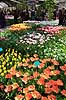 Tulipaner. Tulipaner i Keukenhof Blomsterpark i Holland Tulipa Keukenhof Holland  planter Lilje-familien, Liliaceae, tulipan, blomster, blomst, blomsterpark, blomsterparker, have, havebrug