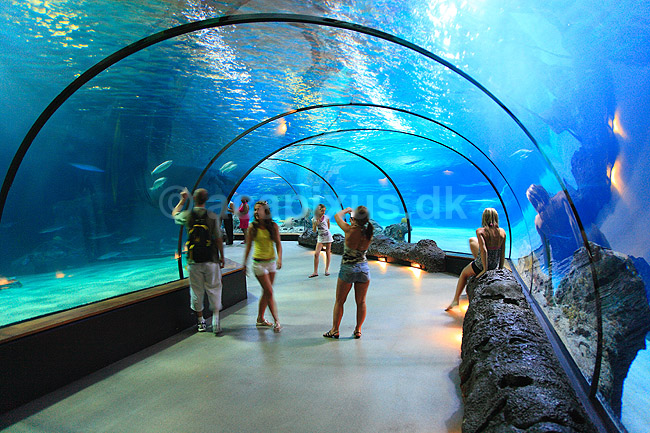Akvarium. Undervands tunnel i akvariet i Rotterdam ZOO (Diergaarde Blijdorp); ; Rotterdam ZOO (Diergaarde Blijdorp) / Rotterdam; Holland; ; ; Zoologisk have, akvarier, fisk, turisme, turistsev�rdigheder, sev�rdigheder, fritid, vand, saltvand, saltvandsakvarium, saltvandsakvarier, havvand, have