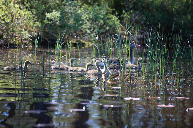 Gr�g�s. G�semor og g�sliger s�ger insekter i sivene; Anser anser x Branta canadensis; H�kens�s; Sverige; ; fugle; G�s, G�s, Andefugle, Anseriformes, Anatidaes, canadag�s, canadag�s, g�slinger, g�sling, unger, artshybrid, artshybrider