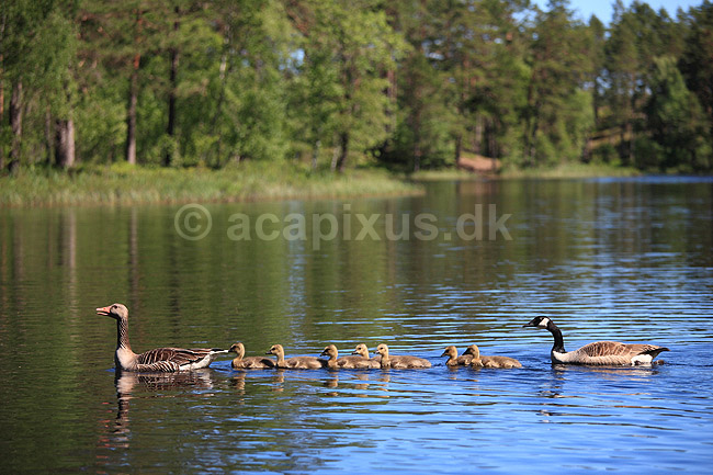 Gr�g�s. Gr�g�semor og canadag�sefar med g�sliger - artshybrider; Anser anser x Branta canadensis; H�kens�s; Sverige; ; fugle; G�s, G�s, gr�g�s, gr�g�s, Andefugle, Anseriformes, Anatidaes, canadag�s, canadag�s, g�slinger, g�sling, unger, artshybrid, artshybrider