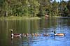 Gr�g�s. Gr�g�semor og canadag�sefar med g�sliger - artshybrider Anser anser x Branta canadensis H�kens�s Sverige  fugle G�s, G�s, gr�g�s, gr�g�s, Andefugle, Anseriformes, Anatidaes, canadag�s, canadag�s, g�slinger, g�sling, unger, artshybrid, artshybrider