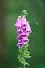 Fingerb�l. Svirrefluer ved blomsterstand af almindelig fingerb�l Digitalis purpurae    Planter Maskeblomst-familien, Scrophulariaceae, l�geplante, l�geplanter, blomst, blomster