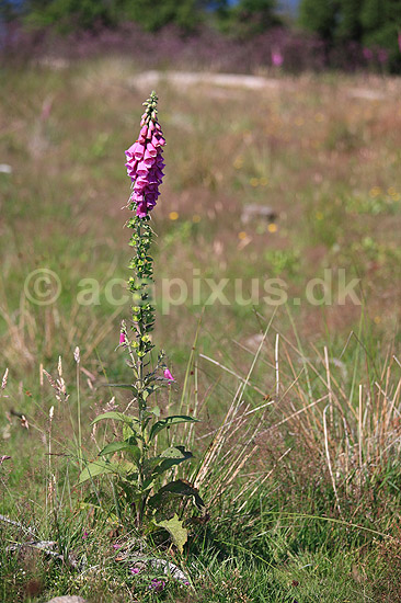 Fingerb�l. Blomsterstande af almindelig fingerb�l; Digitalis purpurae; ; ; ; Planter; Maskeblomst-familien, Scrophulariaceae, l�geplante, l�geplanter, blomst, blomster