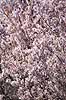 Frugttr�er. Frugtr�er i blomstring i frugtplantage     planter frugttr�, blomster, for�r, frugtavl, frugt, frugter, fugtplantage