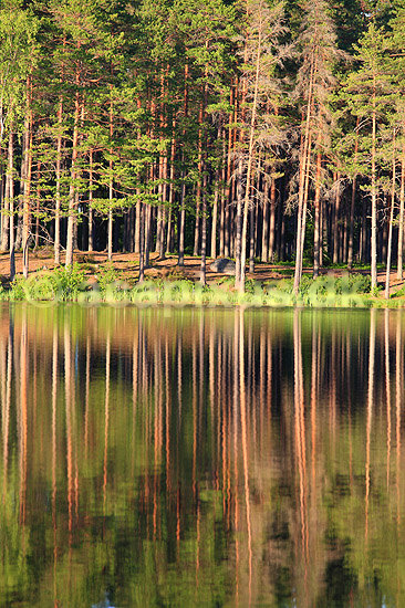 Skov. Reflektion af tr�stammer i skovs� i fyrreskov i Sverige; ; H�kens�s; Sverige; ; ; Fyr, fyrretr�, fyrretr�er, granskov, skovs�er, skovbrug, skovdrift