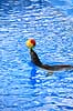S�l�veshow. S�l�ve ballancerer badebold p� snuden ved Marineland i Palma, Mallorca  Palma / Mallorca Spanien   Dolphinarium, delfinarium, s�l�ver, s�l�veshow, dyreopvisning, opvisning med dyr, turister, turisme, dompt�r