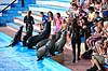 S�l�veshow. S�l�ver med tr�ner hilser p� publikum ved Marineland i Palma, Mallorca  Palma / Mallorca Spanien   Dolphinarium, delfinarium, s�l�ver, s�l�veshow, dyreopvisning, opvisning med dyr, turister, turisme, dompt�r