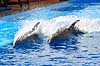 Delfinshow. Delfiner viser kunster ved Marineland i Palma, Mallorca Delphinus delphis Palma / Mallorca Spanien   Dolphinarium, delfinarium, delfin, delfiner, dyreopvisning, opvisning med dyr, turister, turisme, dompt�r, Hvaler, Cetacea