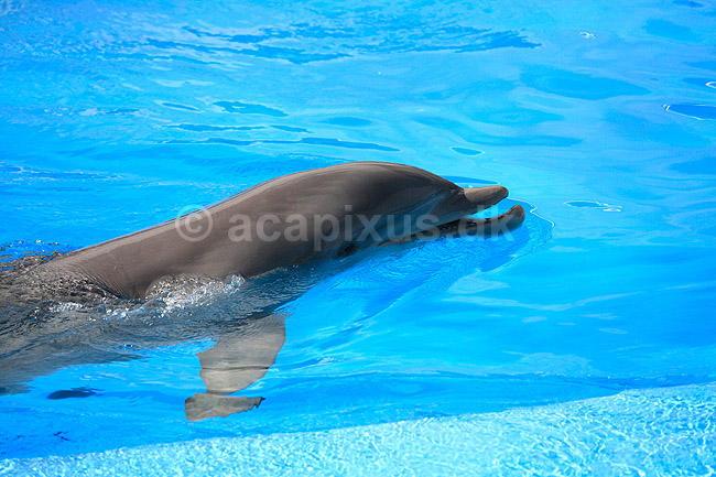 Delfinshow. Delfiner viser kunster ved Marineland i Palma, Mallorca; Delphinus delphis; Palma / Mallorca; Spanien; ; ; Dolphinarium, delfinarium, delfin, delfiner, dyreopvisning, opvisning med dyr, turister, turisme, dompt�r, Hvaler, Cetacea