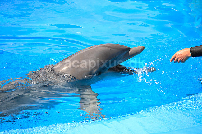 Delfinshow. Delfiner hilser p� tr�neren ved Marineland i Palma, Mallorca; Delphinus delphis; Palma / Mallorca; Spanien; ; ; Dolphinarium, delfinarium, delfin, delfiner, dyreopvisning, opvisning med dyr, turister, turisme, dompt�r, Hvaler, Cetacea