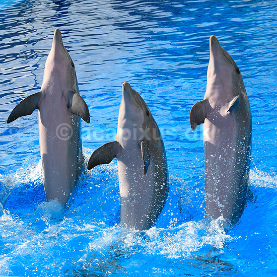 Delfinshow. Delfiner viser kunster ved Marineland i Palma, Mallorca; Delphinus delphis; Palma / Mallorca; Spanien; ; ; Dolphinarium, delfinarium, delfin, delfiner, dyreopvisning, opvisning med dyr, turister, turisme, dompt�r, Hvaler, Cetacea