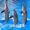 Delfinshow. Delfiner viser kunster ved Marineland i Palma, Mallorca Delphinus delphis Palma / Mallorca Spanien   Dolphinarium, delfinarium, delfin, delfiner, dyreopvisning, opvisning med dyr, turister, turisme, dompt�r, Hvaler, Cetacea