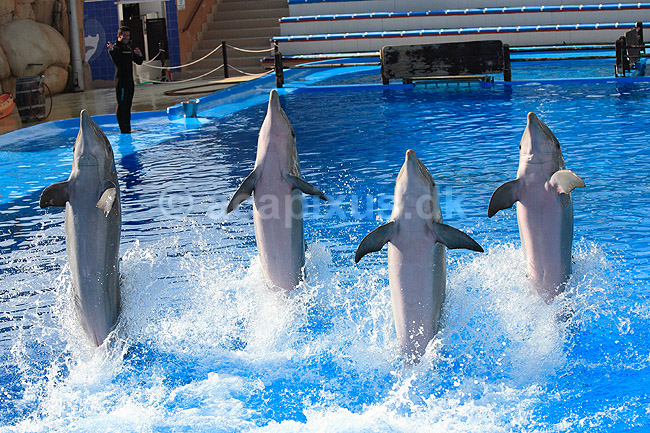 Delfinshow. Delfiner viser kunster ved Marineland i Palma, Mallorca; Delphinus delphis; Palma / Mallorca; Spanien; ; ; Dolphinarium, delfinarium, delfin, delfiner, dyreopvisning, opvisning med dyr, turister, turisme, dompt�r, Hvaler, Cetacea