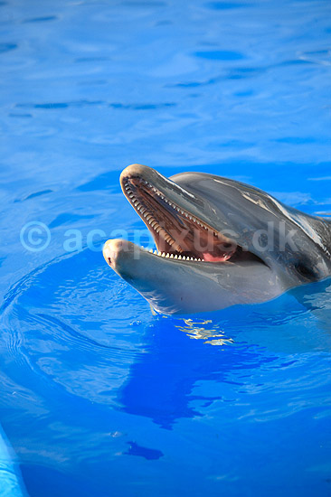 Delfinshow. Delfiner hilser p� publikum ved Marineland i Palma, Mallorca; Delphinus delphis; Palma / Mallorca; Spanien; ; ; Dolphinarium, delfinarium, delfin, delfiner, dyreopvisning, opvisning med dyr, turister, turisme, dompt�r, Hvaler, Cetacea