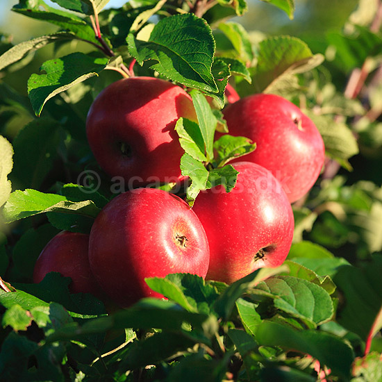 �bler. R�de spise�bler p� �bletr�; Malus; ; ; ; planter; Frugt, frugter, �ble, spise�ble, frugthave